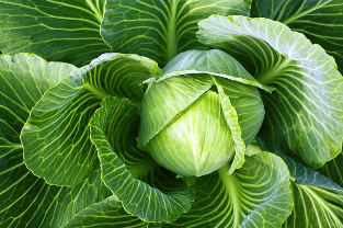 varicose veins mao ang popular nga pagtambal cabbage